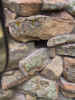 Squirrel habitat.JPG (324448 bytes)