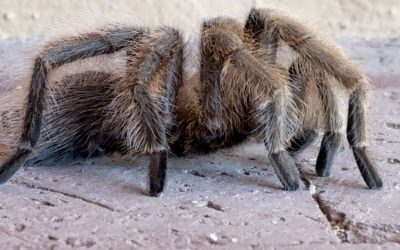 Tarantulas and Tacos–End of an Arizona Winter